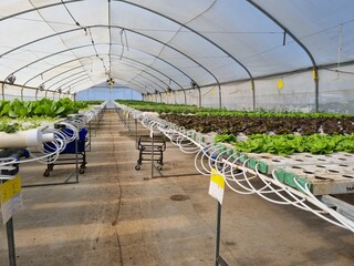 Garden lettuce, also known as a Lactuca grown on a hydroponic farm in Israel