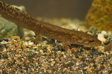 Closeup shot of a small territorial larvae of the coastal giant salamander, Dicamptodon tenebrosus form Oregon, USA