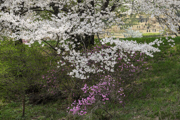 봄의 계절 한국의 벚꽃