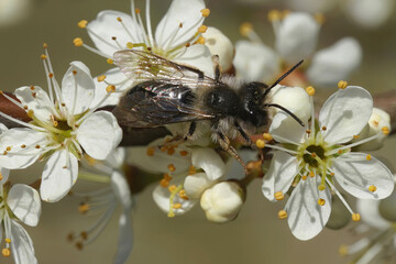 Closeup on a male Grey-backed mining bee, Andrena vaga on a white Blackthorn flower