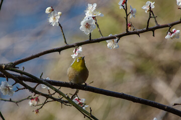 梅の花とメジロ