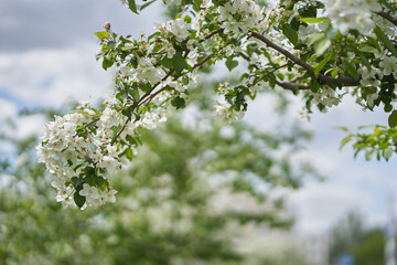 Branches of a blooming apple tree against a background of white clouds. White flowers on a tree. Petals, pistils, stamens, buds and leaves. With a space to copy. High quality photo