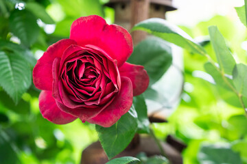 Rose, Pflanze, Blatt, Blühen, Schönheit 
