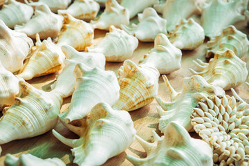 Background of large white seashells. Sale of seashells for tourists