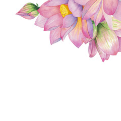 Composition with lotus flowers. Drawn in watercolor and isolated on a white background.