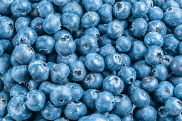ブルーベリー　ビルベリー　果物
