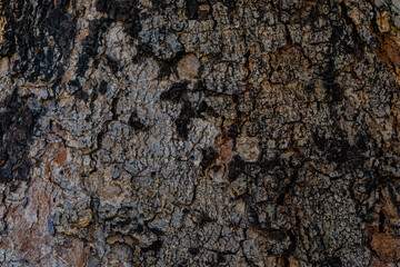bark of a tree