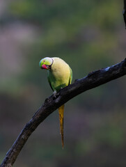 Malabar parakeet on a perch