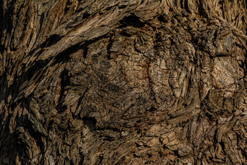 bark of tree