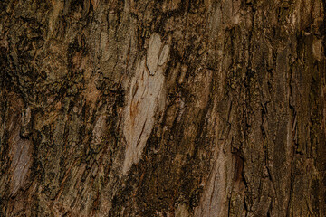 bark of a tree