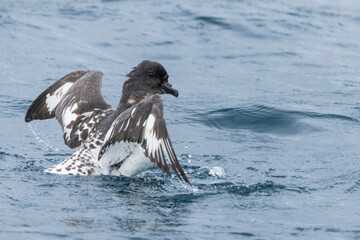 Cape petrels (Daption capense)