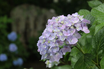 hydrangea