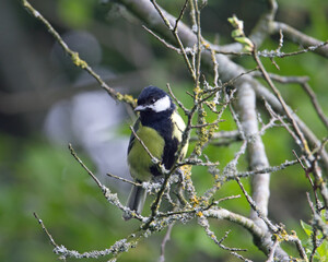 great tit (Parus major) perched in a bare tree in the winter with a natural green background 