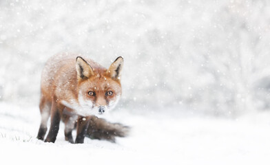 Fototapeta premium Close-up of a Red fox in winter
