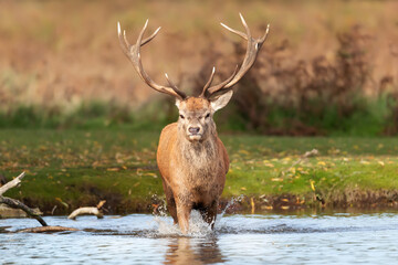 Red deer stag crossing a pond during rutting season in autumn