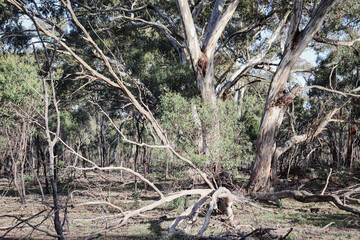 eucalyptus trees in australian bushland in you yangs national park