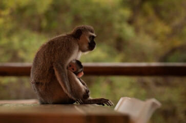mother and baby monkey in southafrica. Kruger Park