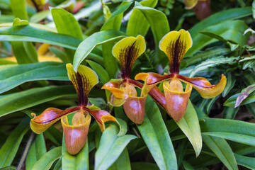 Paphiopedilum-villosum, Beautiful rare wild orchids in tropical forest of Thailand.