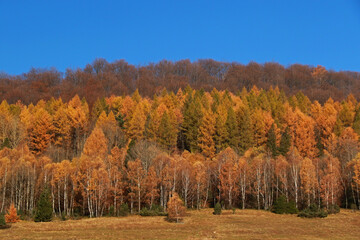 Fototapeta premium Autumn landscape of Przyslup Carynski in Bieszczady Mountains, Poland
