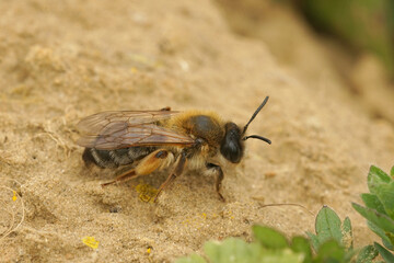 Closeup shot on a female gray-gastered mining bee, Andrena tibialis, on the ground