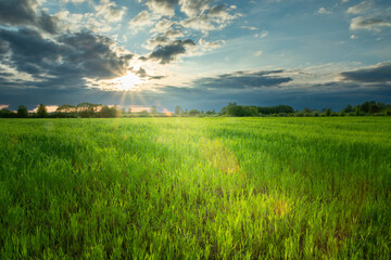 Sunset glow and cloudy sky over green grain field, Nowiny, Poland