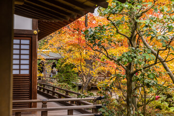 京都 永観堂の紅葉
