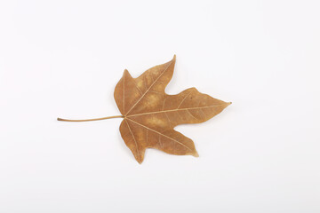Autumn maple tree leaves full frame arrangement with many colorful leaves on white background