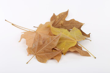 Autumn maple tree leaves full frame arrangement with many colorful leaves on white background