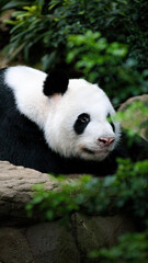 Obraz na płótnie Canvas giant panda resting