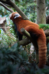 red panda in tree