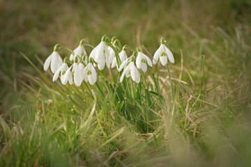 Closeup of fresh white flowers of the common snowdrop emerging within the grass