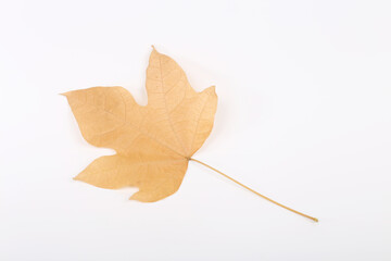Autumn maple tree leaves full frame arrangement with many colorful leaves on white background