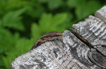 Sand lizard in Bieszczady Mountains, Poland
