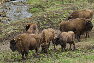 European bison in Bieszczady Mountains, Poland
