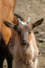 Young goat on the farm in Bieszczady, Poland