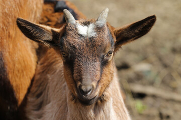 Young goat on the farm in Bieszczady, Poland