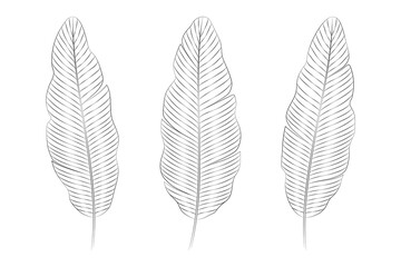 Banana tropical leaves. Vector botanical illustration, contour graphic drawing.