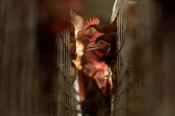 Fototapeta na wymiar Chicken in farm