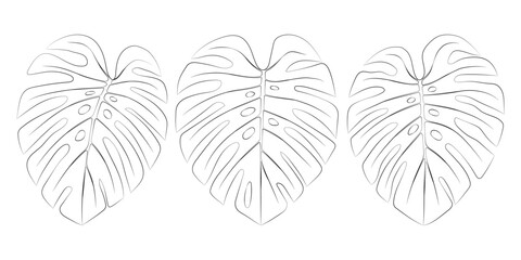 Monstera tropical leaves. Vector botanical illustration, contour graphic drawing.