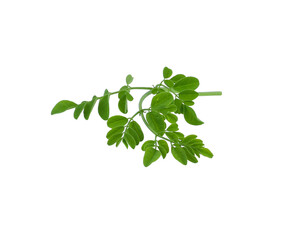 Moringa leaves transparent png