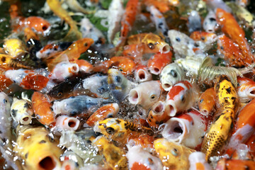 Hungry cyprinus carpio fishes in aquarium