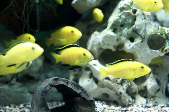 Labidochromis caeruleus fishes in aquarium