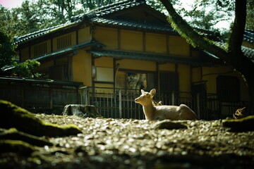 Obraz premium 奈良公園の鹿