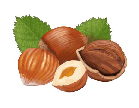 Nuts in a group hazelnuts whole in shell and a shelled half of a hazelnut, with green leaves in the background, on a white background separately, digital freehand drawing.
