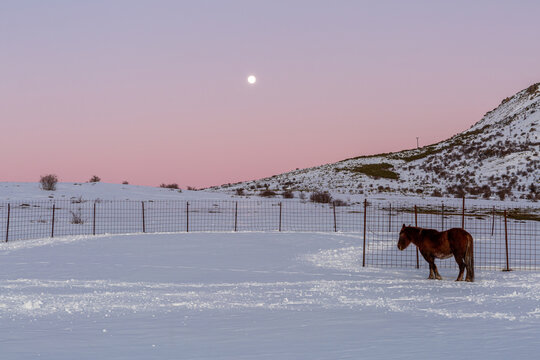 Landscape with brown horse on the snow, metal fence, with the sky and the full moon in the background.