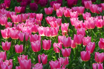 お花畑一面に咲く満開のチューリップ