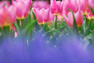 ピンク色のチューリップとムスカリの前ボケ