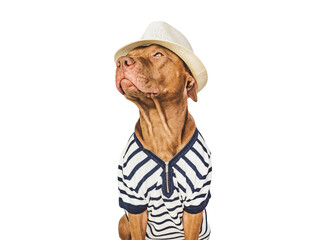 Lovable, pretty brown puppy and a white sun hat. Travel preparation and planning. Close-up,...