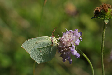 Common brimstone butterfly on a flower
