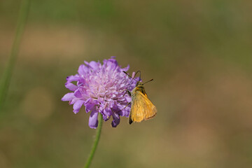 Small skipper butterfly on a flower